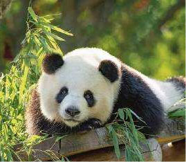 8 Days Private Panoramic Panda Tour