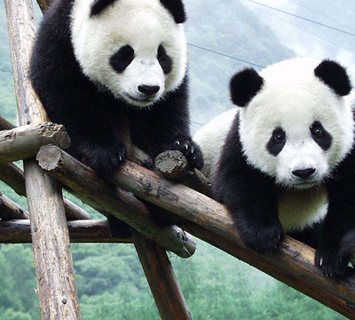 13 Days Natural China with Panda  Visit