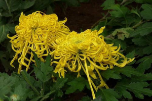 Flor de crisantemo