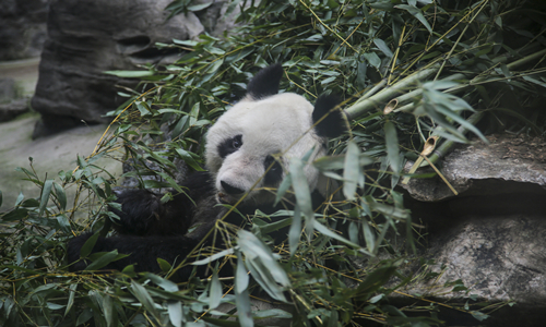 8 días viajes a China con niños Parque Zoológico de Beijing