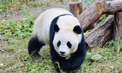 Casa del Panda del Zoo de Beijing