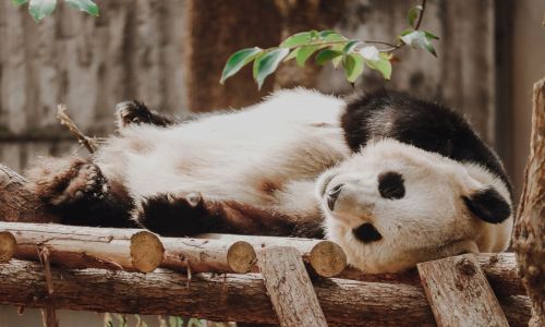  Base de Investigación y Crianza de Panda de Chengdu