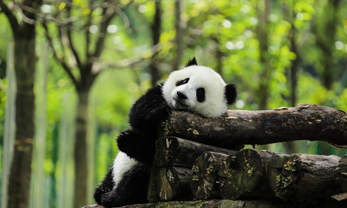 10 días Viajes de Estudiante a China Base de Investigación y Crianza de Panda
