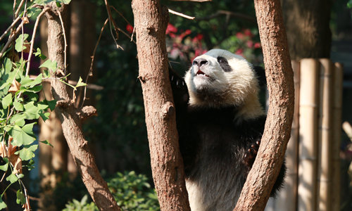 14 días Viajes de Lujo a China Base de Investigación y Cría de Pandas