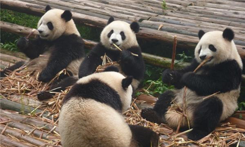 13 días Viajes a China Todo Incluido Base de Investigación y Cría de Pandas Gigantes