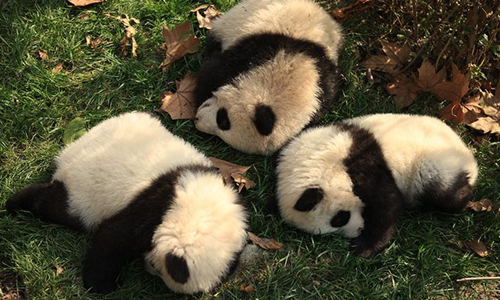 12 días Crucero por el Río Yangtsé Base de Investigación y Cría de Panda Gigante de Chengdu