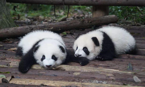 13 días Viajes de Comida China Base de Investigación y Cría de Panda Gigante de Chengdu