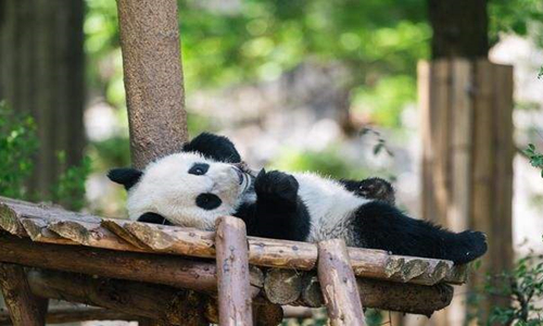 16 días Viajes al Tíbet Base de Investigación y Cría de Panda de Chengdu