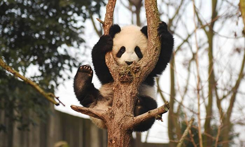 12 días Viajes de Lujo a China Base de Investigación y Cría de Panda de Chengdu
