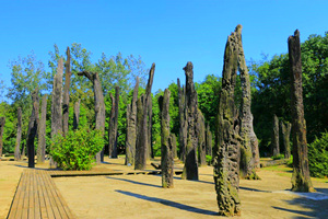 Bosque de ébanos del Museo de Sitio de Jinsha