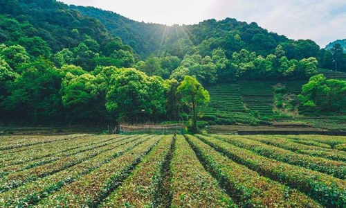 10 días Viajes a China 2022 Plantación de Té de Meijiawu
