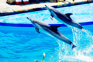 Delfines del Parque Océano de Hong Kong