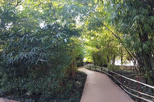 Islote de Bosque de Bambú del Parque del Lago Verde
