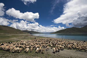 ovejas en el Lago Yamdrok