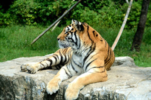 Tigre siberiano del Parque de Animales Salvajes de Shanghái