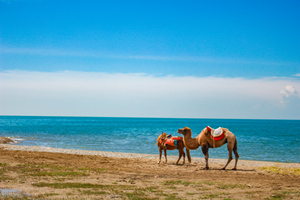 Camellos en Lago Qinghai