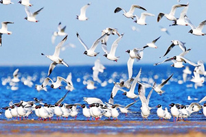 Isla de los Pájaros del Lago Qinghai