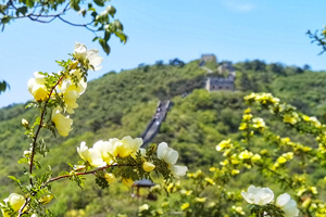 paisaje de primavera de la Gran Muralla de Huanghuacheng