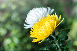 el-crisantemo.jpg