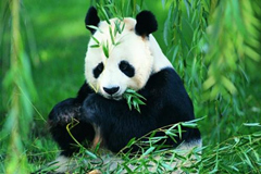 10 curiosidades que quizás te sorprenden del panda gigante