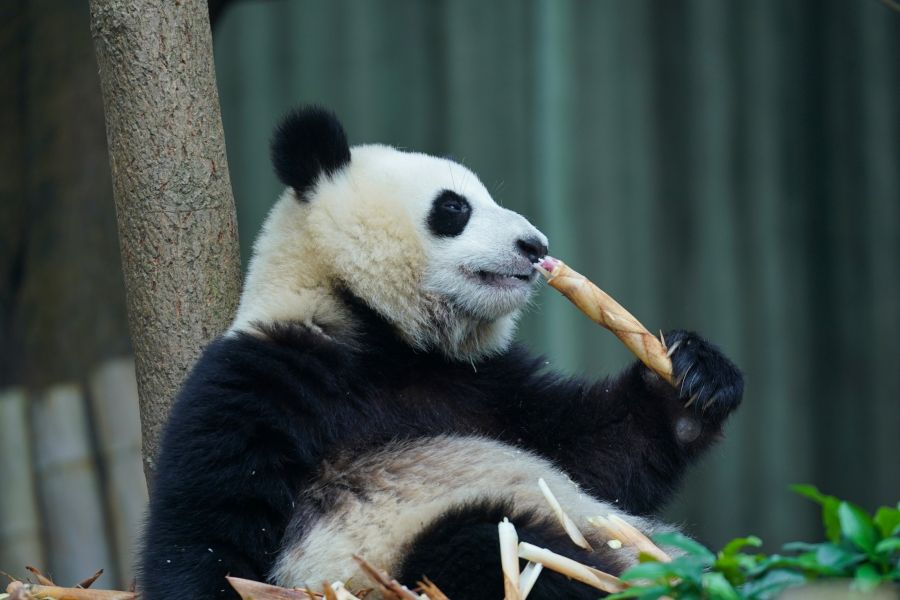 China Clásico Panda Tour con Suzhou